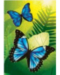 [Blue Morpho Butterflies Banner]