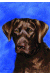 [Dog banners]
