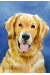 [Dog banners]