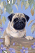 [Dog banners]